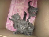 Кішки, кошенята Британська довгошерста, ціна 450 Грн., Фото
