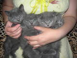 Кішки, кошенята Британська довгошерста, ціна 450 Грн., Фото