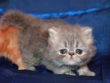 Кішки, кошенята Екзотична короткошерста, ціна 1600 Грн., Фото