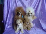 Собаки, щенята Той-пудель, ціна 2000 Грн., Фото