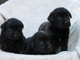 Собаки, щенята Лабрадор ретрівер, ціна 3800 Грн., Фото