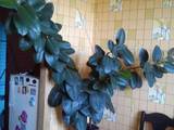 Домашние растения Фикусы, цена 700 Грн., Фото