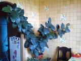 Домашні рослини Фікуси, ціна 700 Грн., Фото