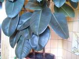 Домашние растения Фикусы, цена 700 Грн., Фото