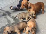 Собаки, щенята Жорсткошерста такса, ціна 350 Грн., Фото