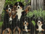 Собаки, щенки Бернская горная собака, цена 7000 Грн., Фото