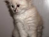 Кошки, котята Невская маскарадная, цена 450 Грн., Фото