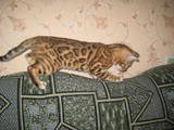 Кошки, котята Бенгальская, цена 12345 Грн., Фото