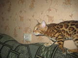Кішки, кошенята Бенгальськая, ціна 12345 Грн., Фото