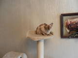 Кошки, котята Бурма, цена 6500 Грн., Фото