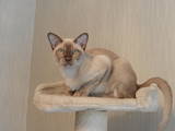 Кошки, котята Бурма, цена 6500 Грн., Фото
