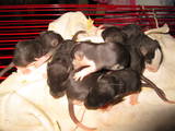 Грызуны Домашние крысы, цена 15 Грн., Фото