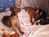 Собаки, щенята Карликовий пінчер, ціна 2000 Грн., Фото