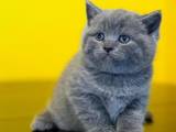 Кошки, котята Американская короткошерстная, цена 2000 Грн., Фото