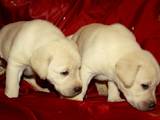 Собаки, щенки Лабрадор ретривер, цена 2800 Грн., Фото