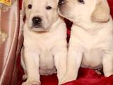 Собаки, щенки Лабрадор ретривер, цена 2800 Грн., Фото