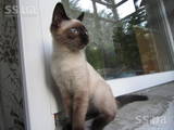 Кошки, котята Сиамская, цена 800 Грн., Фото