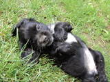 Собаки, щенята Американський коккер, ціна 800 Грн., Фото