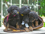 Собаки, щенята Ховаварт, ціна 8000 Грн., Фото
