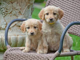Собаки, щенки Ховаварт, цена 8000 Грн., Фото