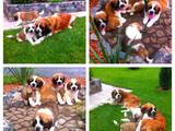 Собаки, щенки Сенбернар, цена 3500 Грн., Фото