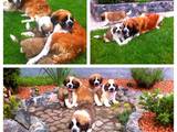 Собаки, щенки Сенбернар, цена 3500 Грн., Фото