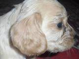 Собаки, щенята Англійська Спрінгер спаніель, ціна 250 Грн., Фото