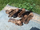 Собаки, щенки Гладкошерстная кроличья такса, цена 700 Грн., Фото