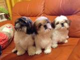 Собаки, щенки Ши-тцу, цена 2900 Грн., Фото