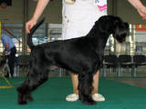 Собаки, щенята Міттельшнауцер, ціна 6000 Грн., Фото