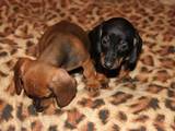 Собаки, щенки Жесткошерстная такса, цена 300 Грн., Фото