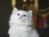 Кішки, кошенята Турецька Ангора, ціна 150 Грн., Фото