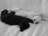 Кошки, котята Турецкая ангора, цена 150 Грн., Фото