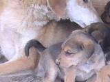 Собаки, щенки Ганноверская гончая, цена 600 Грн., Фото
