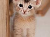 Кошки, котята Абиссинская, цена 1700 Грн., Фото