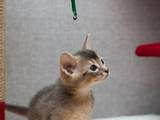 Кошки, котята Абиссинская, цена 1700 Грн., Фото