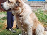 Собаки, щенята Кавказька вівчарка, ціна 1500 Грн., Фото