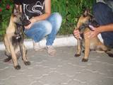 Собаки, щенки Бельгийская овчарка (Малинуа), цена 3500 Грн., Фото