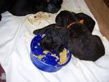 Собаки, щенята Чорний тер'єр, ціна 4800 Грн., Фото