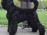 Собаки, щенята Чорний тер'єр, ціна 4800 Грн., Фото