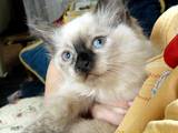 Кішки, кошенята Невськая маскарадна, ціна 200 Грн., Фото