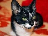 Кішки, кошенята Екзотична короткошерста, ціна 2 Грн., Фото
