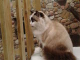 Кошки, котята Рэгдолл, цена 1500 Грн., Фото