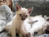 Кошки, котята Тайская, цена 200 Грн., Фото