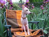 Собаки, щенята Левретка, ціна 6500 Грн., Фото
