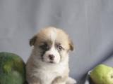 Собаки, щенки Вельш корги пемброк, цена 8500 Грн., Фото