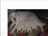 Собаки, щенки Белая Швейцарская овчарка, цена 4000 Грн., Фото