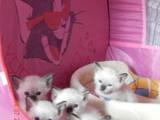 Кішки, кошенята Сіамська, ціна 100 Грн., Фото