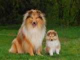 Собаки, щенки Длинношерстный колли, цена 4000 Грн., Фото