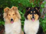 Собаки, щенки Длинношерстный колли, цена 4000 Грн., Фото